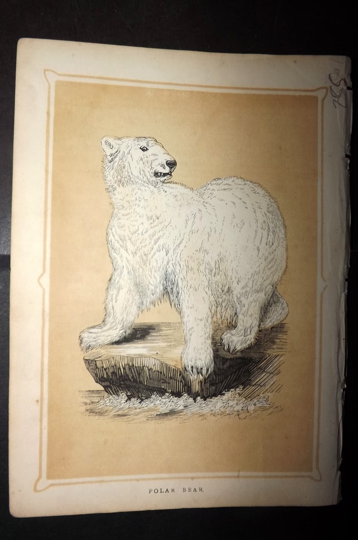 Morris, Francis 1852 Antique Print. Polar Bear: Colour Printed Woodblock Published 1852, London for "Book of Natural History" by The Rev. Francis Morris Orpen. Some plates with additional hand colour. Paper Size: 7 x 5 inch (18 x 13cm) Good Conditi