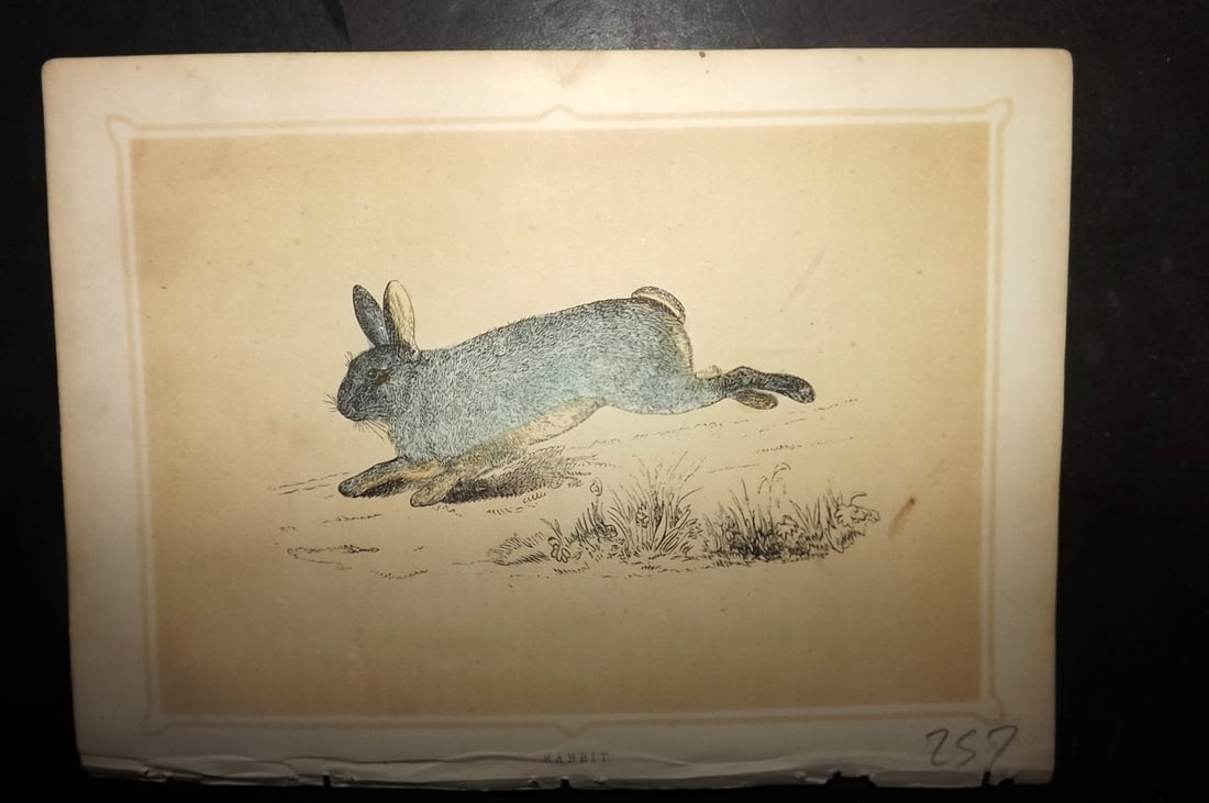 Morris, Francis 1852 Antique Print. Rabbit: Colour Printed Woodblock Published 1852, London for "Book of Natural History" by The Rev. Francis Morris Orpen. Some plates with additional hand colour. Paper Size: 7 x 5 inch (18 x 13cm) Good Conditi