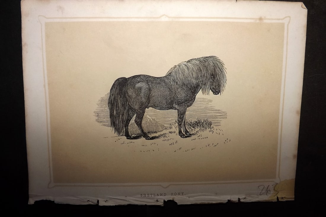 Morris, Francis 1852 Antique Print. Shetland Pony: Colour Printed Woodblock Published 1852, London for "Book of Natural History" by The Rev. Francis Morris Orpen. Some plates with additional hand colour. Paper Size: 7 x 5 inch (18 x 13cm) Very minor t