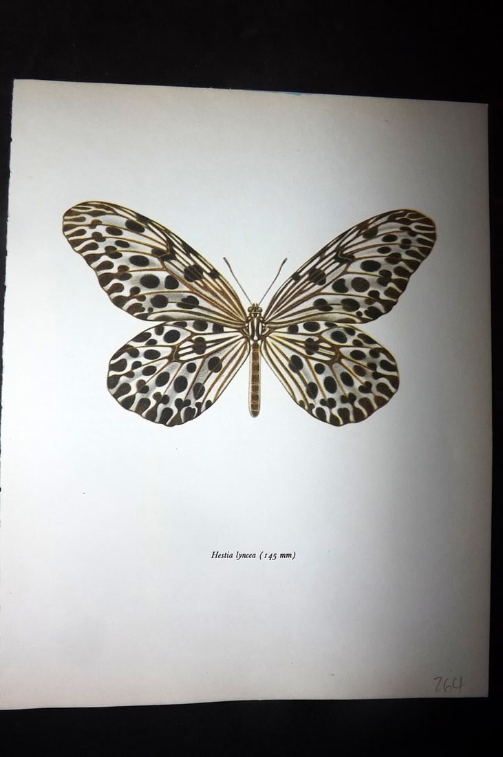 Prochazka, Frantisek 1963 Vintage Butterfly Print. Hestia Lyncea: Vintage Offset Lithograph Published 1963, London for "British Butterflies" by J. Moucha. Illustrated by Frantisek Prochazka. Descriptive text to verso, but this relates to the adjacent plate. On nice 