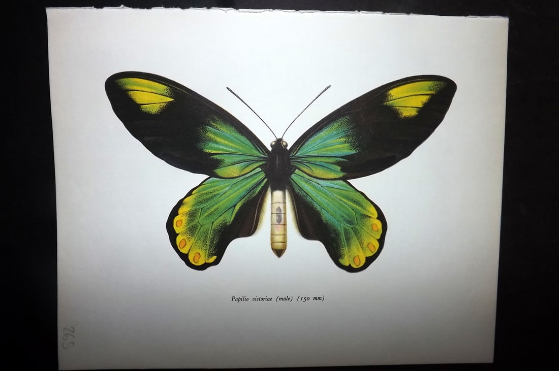 Prochazka, Frantisek 1963 Vintage Butterfly Print. Papilio Victoriae: Vintage Offset Lithograph Published 1963, London for "British Butterflies" by J. Moucha. Illustrated by Frantisek Prochazka. Descriptive text to verso, but this relates to the adjacent plate. On nice 