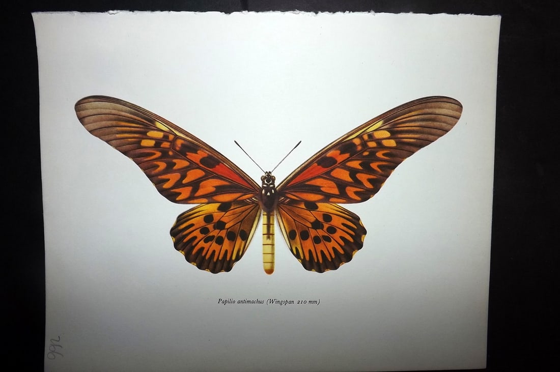 Prochazka, Frantisek 1963 Vintage Butterfly Print. Papilio Antimachus (1 of 1)