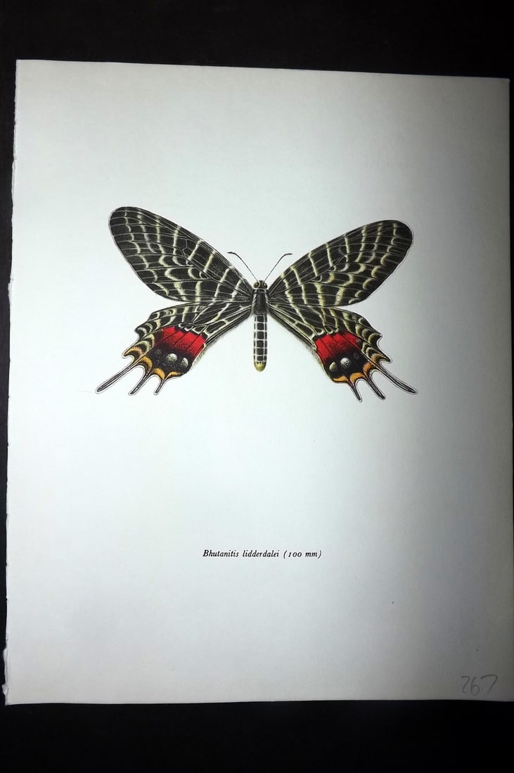 Prochazka, Frantisek 1963 Vintage Butterfly Print. Bhutanitis Lidderdalei (1 of 1)