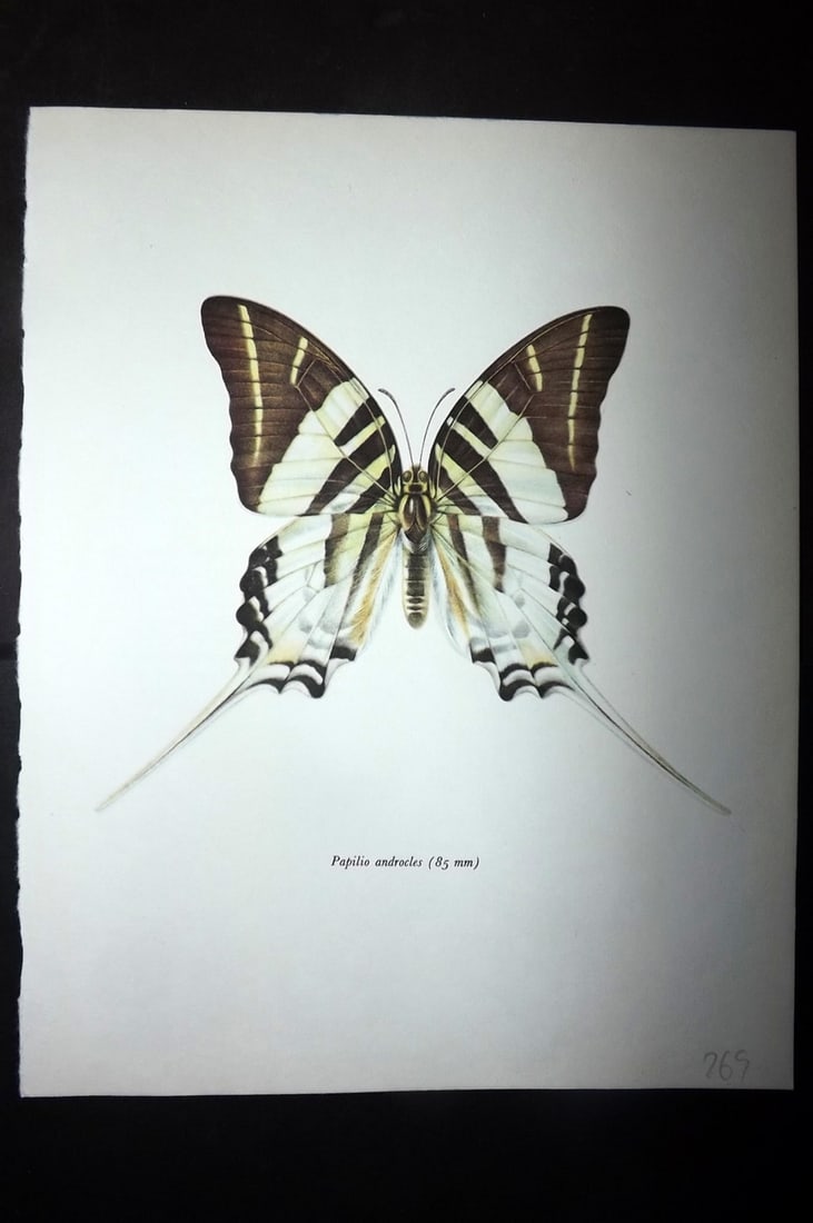 Prochazka, Frantisek 1963 Vintage Butterfly Print. Papilio Androcles: Vintage Offset Lithograph Published 1963, London for "British Butterflies" by J. Moucha. Illustrated by Frantisek Prochazka. Descriptive text to verso, but this relates to the adjacent plate. On nice 