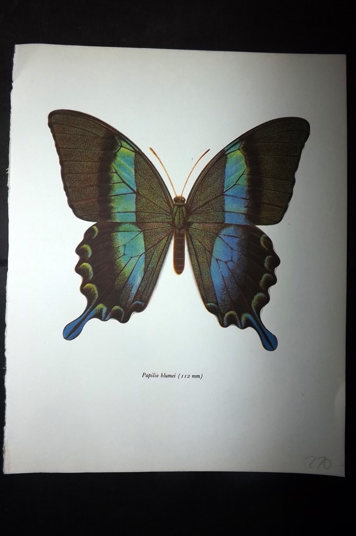 Prochazka, Frantisek 1963 Vintage Butterfly Print. Papilio Blumei: Vintage Offset Lithograph Published 1963, London for "British Butterflies" by J. Moucha. Illustrated by Frantisek Prochazka. Descriptive text to verso, but this relates to the adjacent plate. On nice 