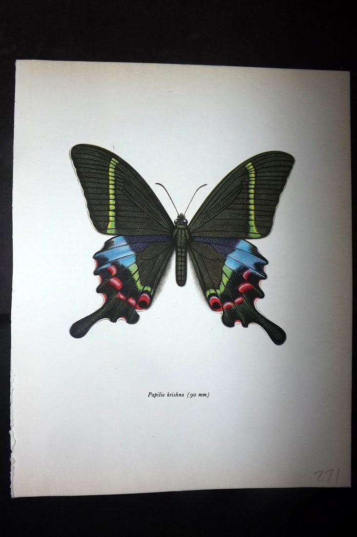 Prochazka, Frantisek 1963 Vintage Butterfly Print. Papilio Krishna: Vintage Offset Lithograph Published 1963, London for "British Butterflies" by J. Moucha. Illustrated by Frantisek Prochazka. Descriptive text to verso, but this relates to the adjacent plate. On nice 