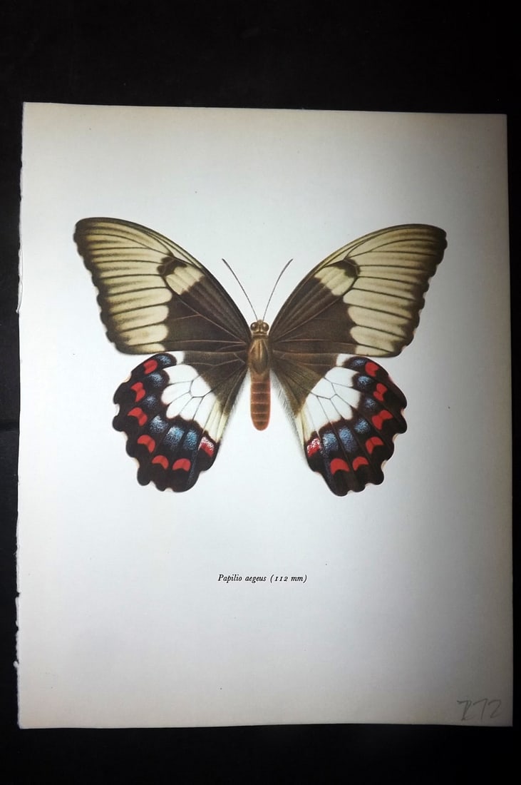 Prochazka, Frantisek 1963 Vintage Butterfly Print. Papilio Aegeus: Vintage Offset Lithograph Published 1963, London for "British Butterflies" by J. Moucha. Illustrated by Frantisek Prochazka. Descriptive text to verso, but this relates to the adjacent plate. On nice 