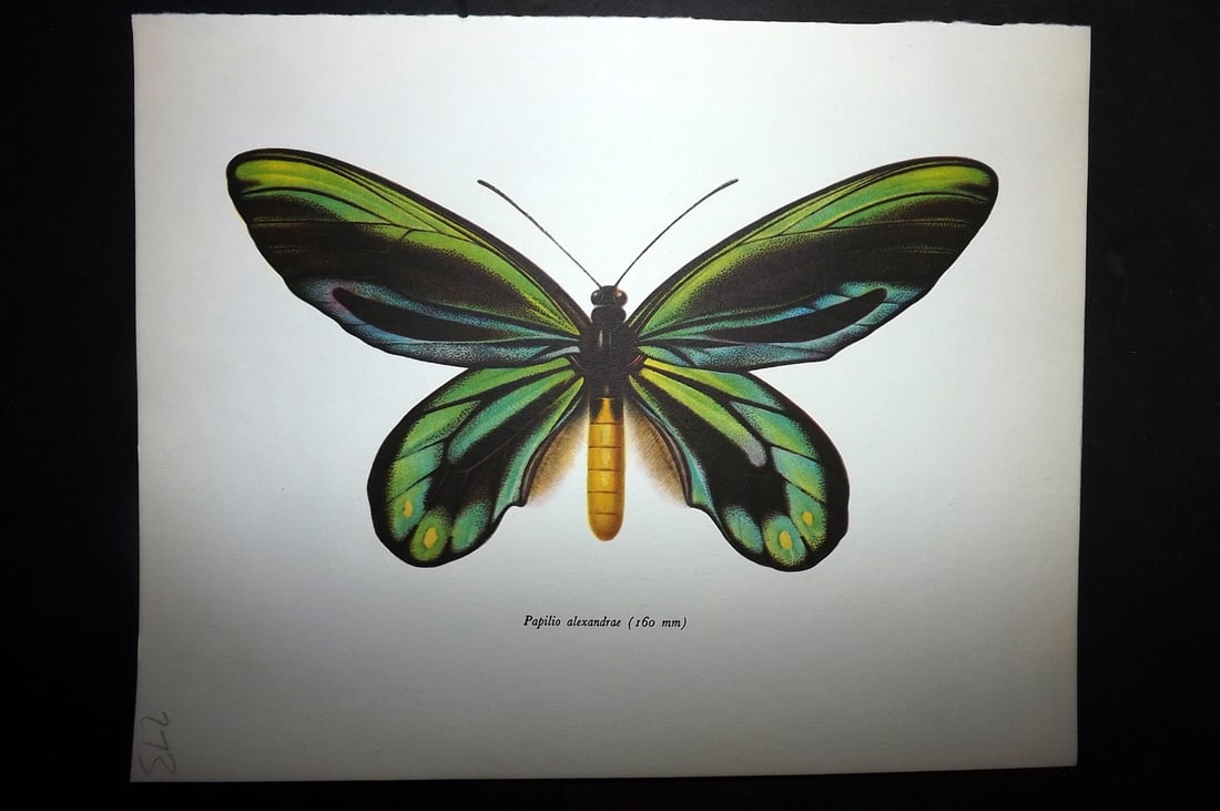 Prochazka, Frantisek 1963 Vintage Butterfly Print. Papilio Alexandrae: Vintage Offset Lithograph Published 1963, London for "British Butterflies" by J. Moucha. Illustrated by Frantisek Prochazka. Descriptive text to verso, but this relates to the adjacent plate. On nice 