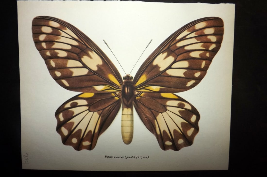 Prochazka, Frantisek 1963 Vintage Butterfly Print. Papilio Victoriae.: Vintage Offset Lithograph Published 1963, London for "British Butterflies" by J. Moucha. Illustrated by Frantisek Prochazka. Descriptive text to verso, but this relates to the adjacent plate. On nice 