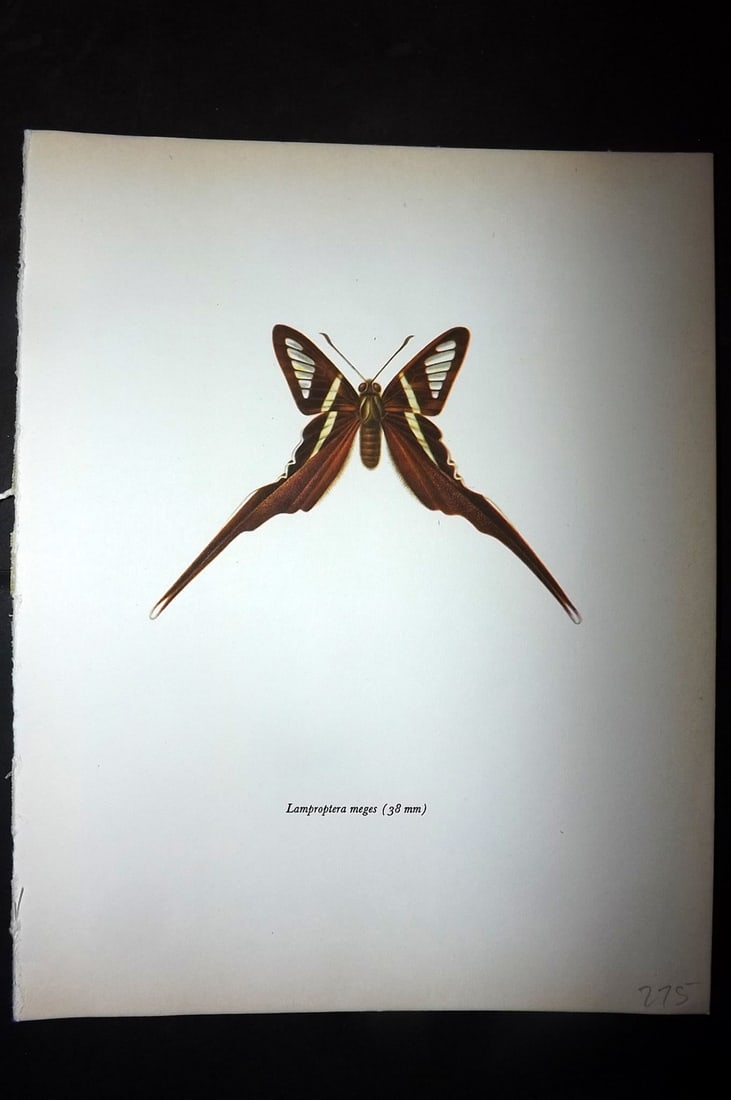 Prochazka, Frantisek 1963 Vintage Butterfly Print. Lamproptera Meges: Vintage Offset Lithograph Published 1963, London for "British Butterflies" by J. Moucha. Illustrated by Frantisek Prochazka. Descriptive text to verso, but this relates to the adjacent plate. On nice 