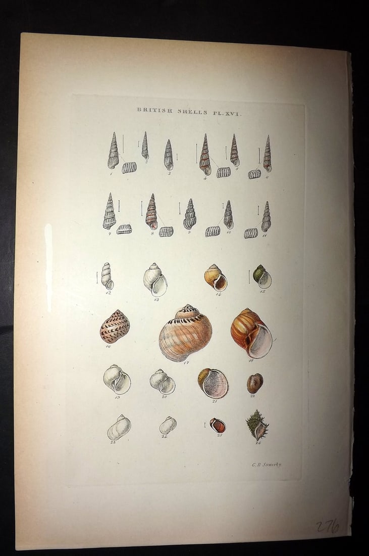 Sowerby, George 1887 Hand Col Shell Print. Chemnitzia, Truncatella, Natica etc 16 (1 of 1)