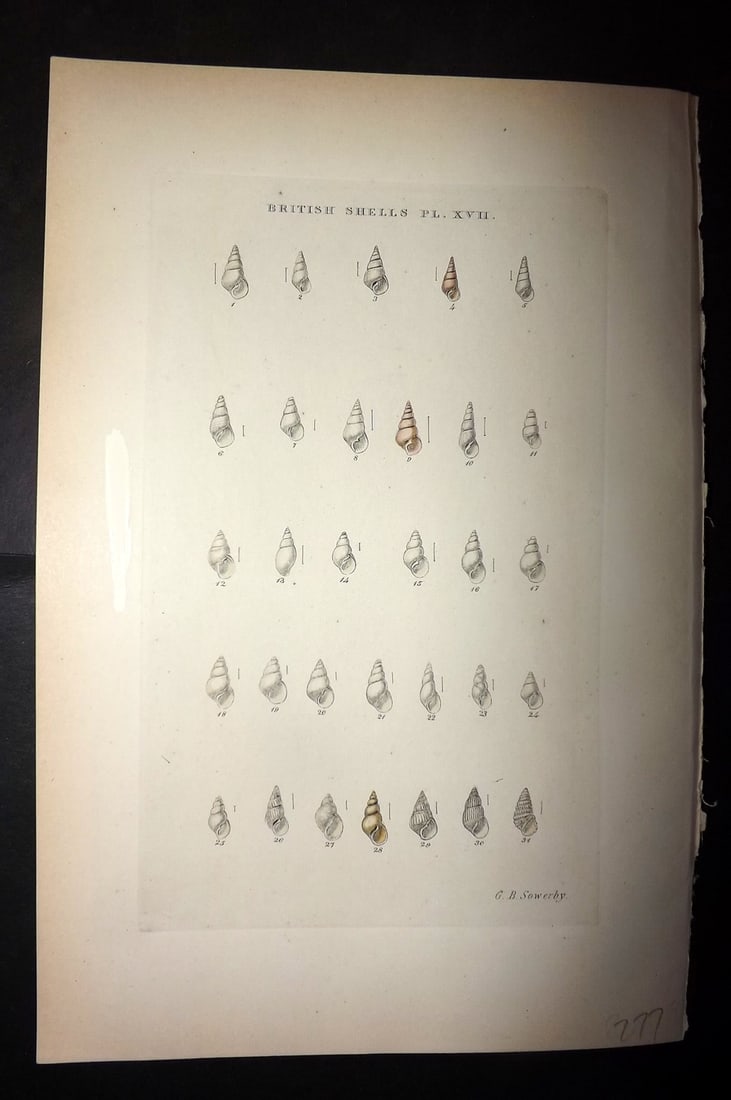 Sowerby, George 1887 Hand Col Shell Print. Odostomia 17 (1 of 1)