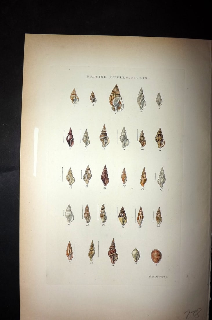 Sowerby, George 1887 Hand Col Shell Print. Nassa, Pleurotoma, Marginella, Cypraea 19 (1 of 1)