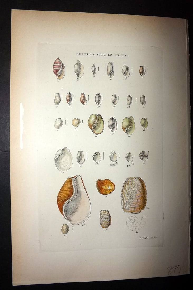 Sowerby, George 1887 Hand Col Shell Print. Actaeon, Ovulum, Cylichna, Volvula, Utricculus etc 20 (1 of 1)