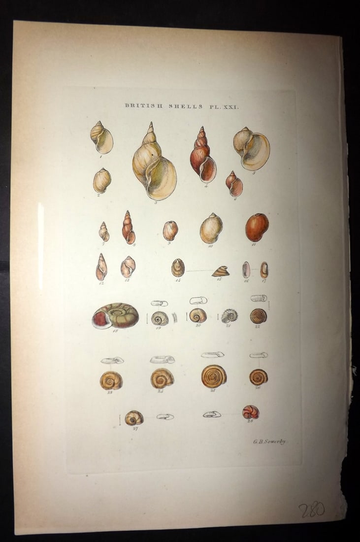 Sowerby, George 1887 Hand Col Shell Print. Limnaea, Physa, Ancylus, Planorbis 21 (1 of 1)
