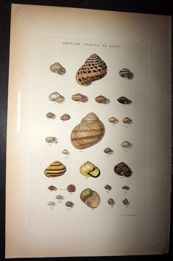 Sowerby, George 1887 Hand Col Shell Print. Helix 23 (1 of 1)