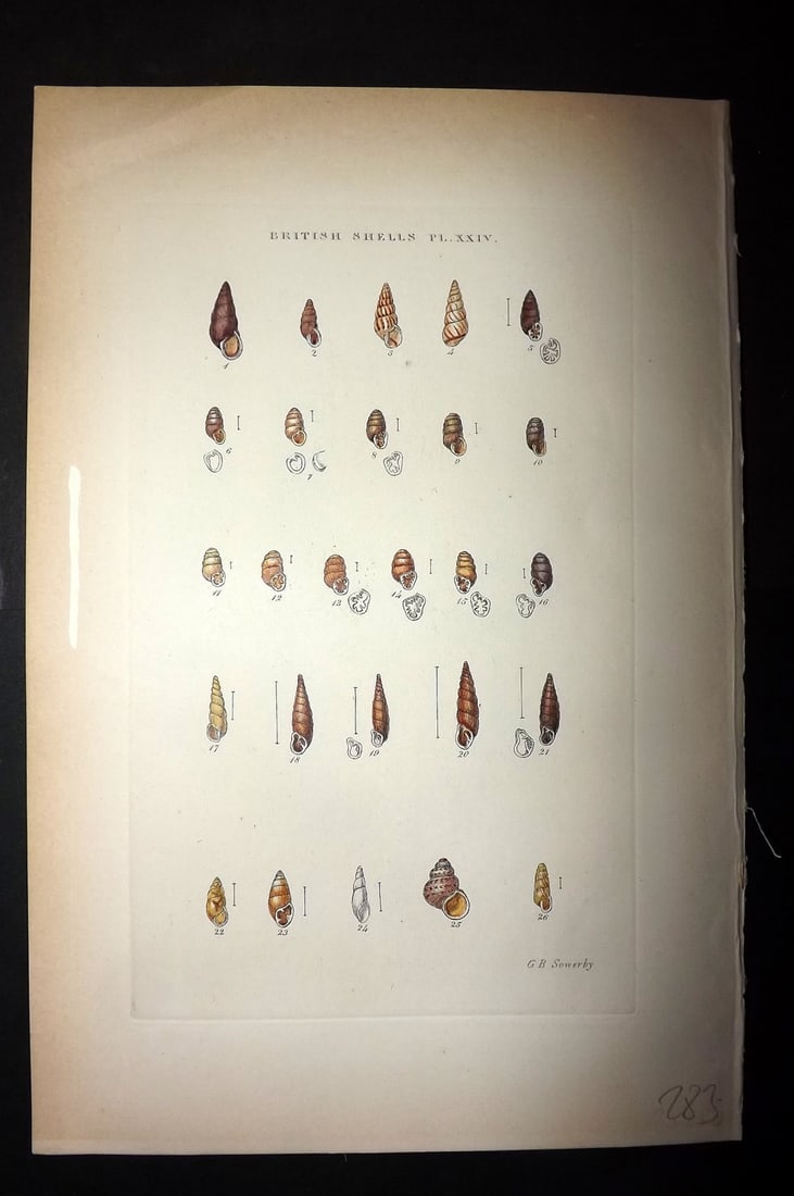 Sowerby, George 1887 Hand Col Shell Print. Bulimus, Pupa, Vertigo, Balea, Clausilia, Cochlicopa 24 (1 of 1)