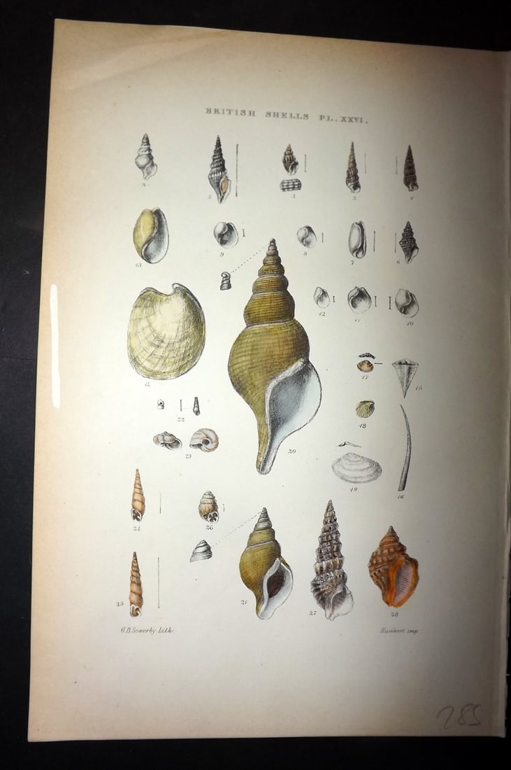 Sowerby, George 1887 Hand Col Shell Print. Cerithiopsis, Pleurotoma, Cylichna, Utriculus 26 (1 of 1)