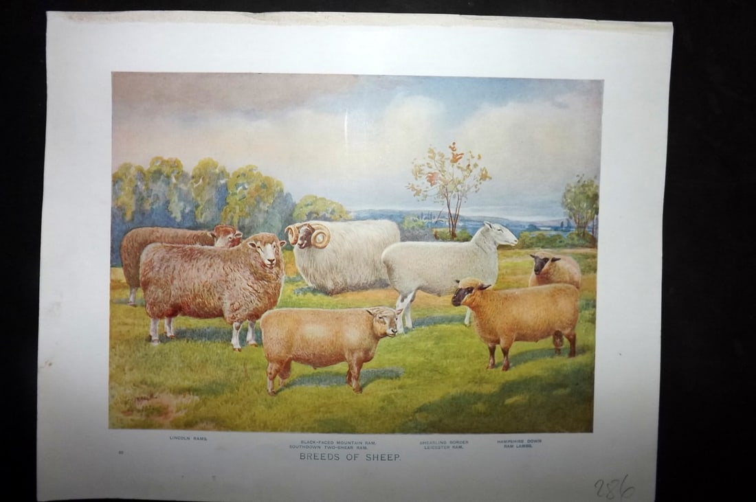 Prince-Sheldon, J. 1902 Antique Print. Breeds of Sheep: Offset Lithographs Published 1902, Cassell and Co., London for "Live Stock in Health and Disease" by Professor J. Prince-Sheldon. Paper Size: 10.5 x 8 inch (27 x 21cm) Good Condition