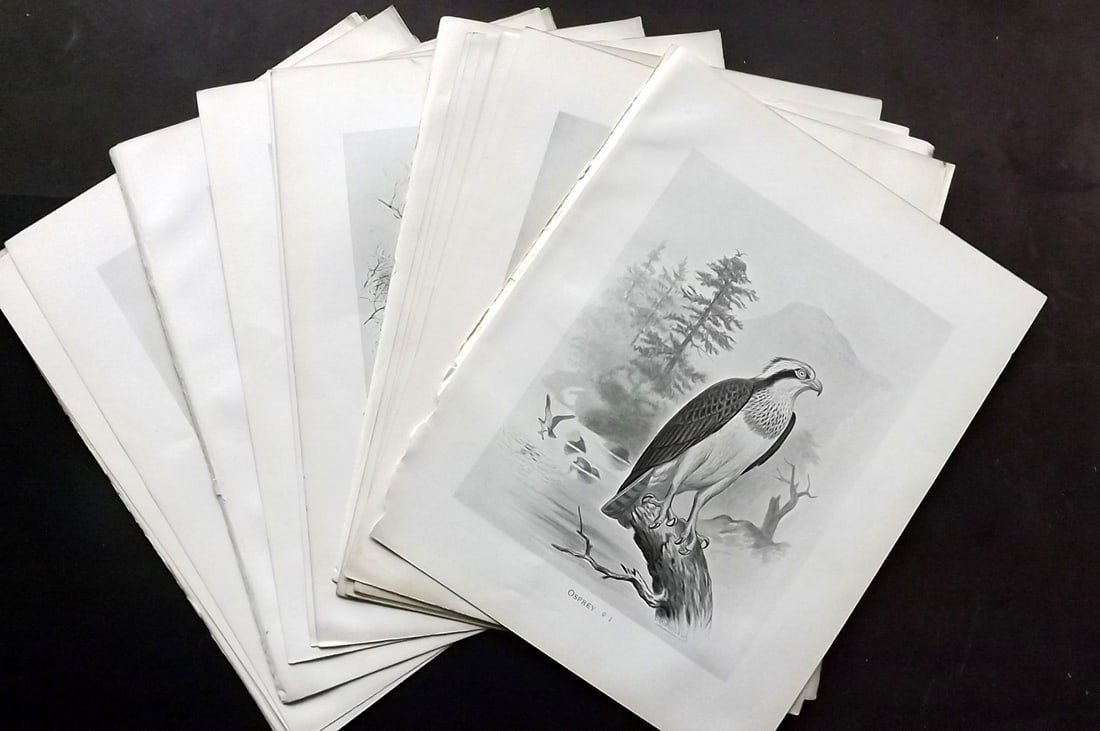 Frohawk, Frederick 1898 Lot of 20 Folio Antique Birds of Prey Prints (1 of 5)