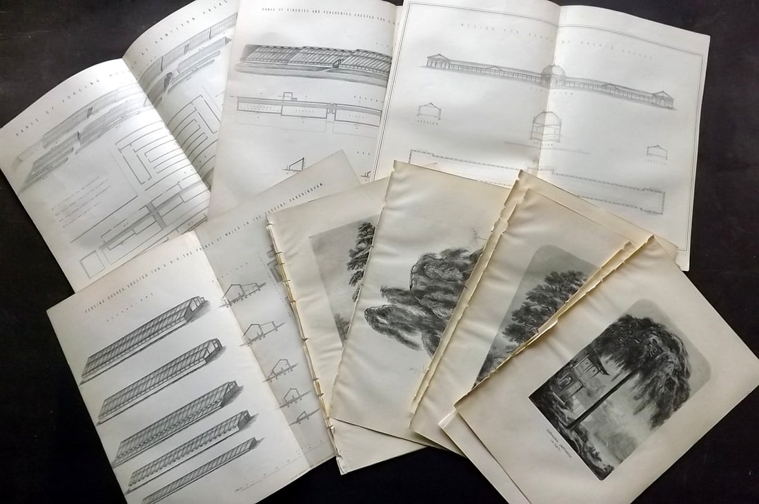 Anderson, James 1874 Lot of 12 Botanical Tree & Horticulture Prints: Antique Wood Engraving (Reverse side blank) Published 1874, London for "The New Practical Gardener, and Modern Horticulturist" by James Anderson. Paper Size: 9.5 x 6.5 inch (24 x 16.5cm) and 12.5 x 9.