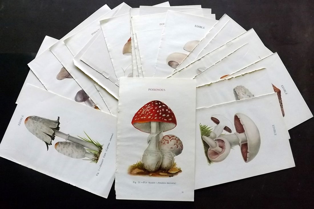 MAFF 1947 Lot of 27 Vintage Mushroom Fungi Prints: Vintage Offset Lithograph Published 1947, London for "Edible and Poisonous Fungi" by the Ministry of Agriculture & Fisheries (MAFF) Descriptive text to verso, but this relates to adjacent plate. Paper