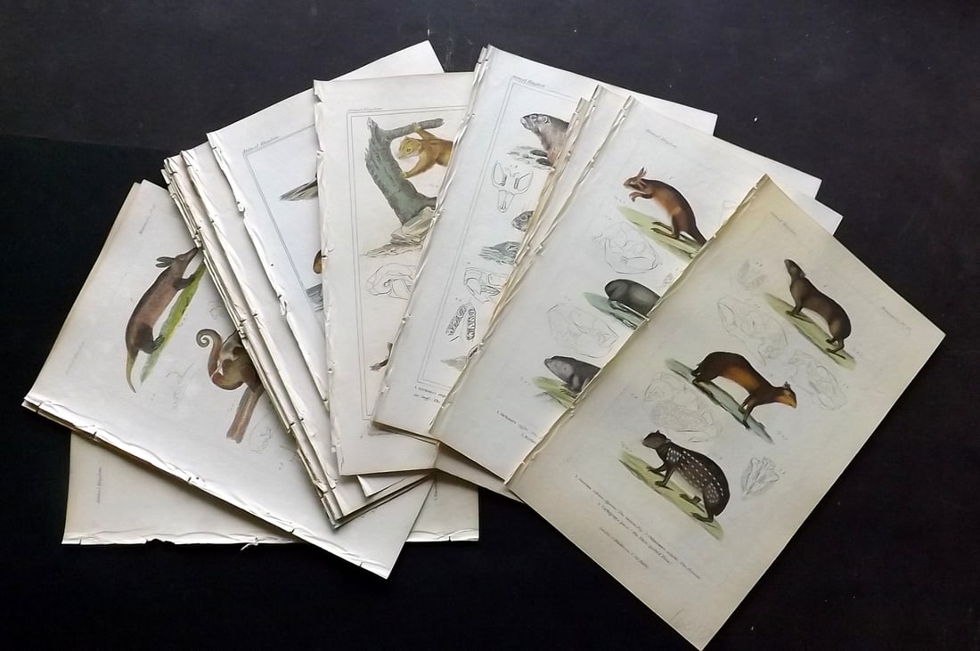 Cuvier, Baron 1837 Lot of 19 Hand Col Natural History Prints: Hand Colored Etching/Engraving Published 1834-37, London for "The Animal Kingdom" by the Baron Georges Cuvier. Paper Size: 8 x 5 inch (21 x 13cm) Good Condition