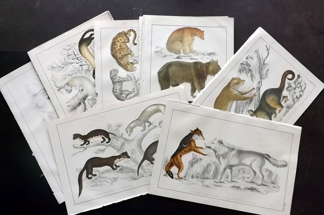 Goldsmith, Oliver C1855 Lot of 18 Hand Col Natural History Prints (1 of 4)