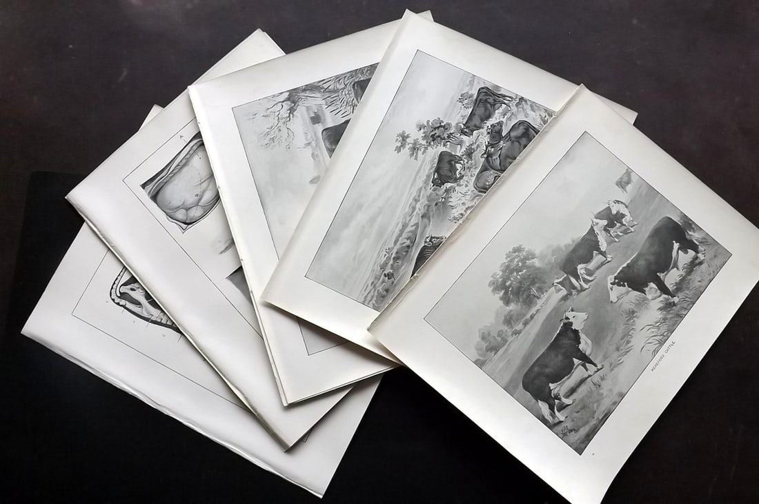 Prince-Sheldon, J. 1902 Lot of 9 Antique Cattle Prints: Offset Lithographs Published 1902, Cassell and Co., London for "Live Stock in Health and Disease" by Professor J. Prince-Sheldon. Paper Size: 10.5 x 8 inch (27 x 21cm) Good Condition