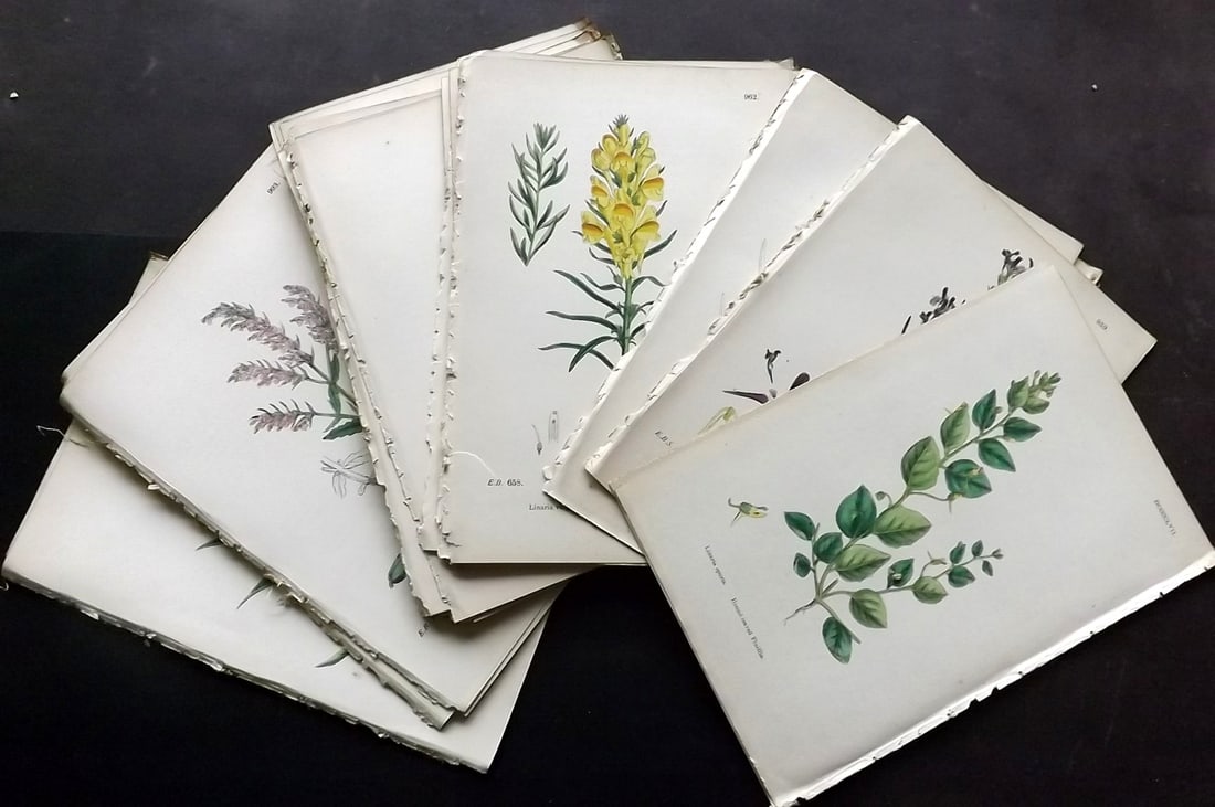 Sowerby, James C1870 Lot of 50 Hand Col Botanical Prints (1 of 8)