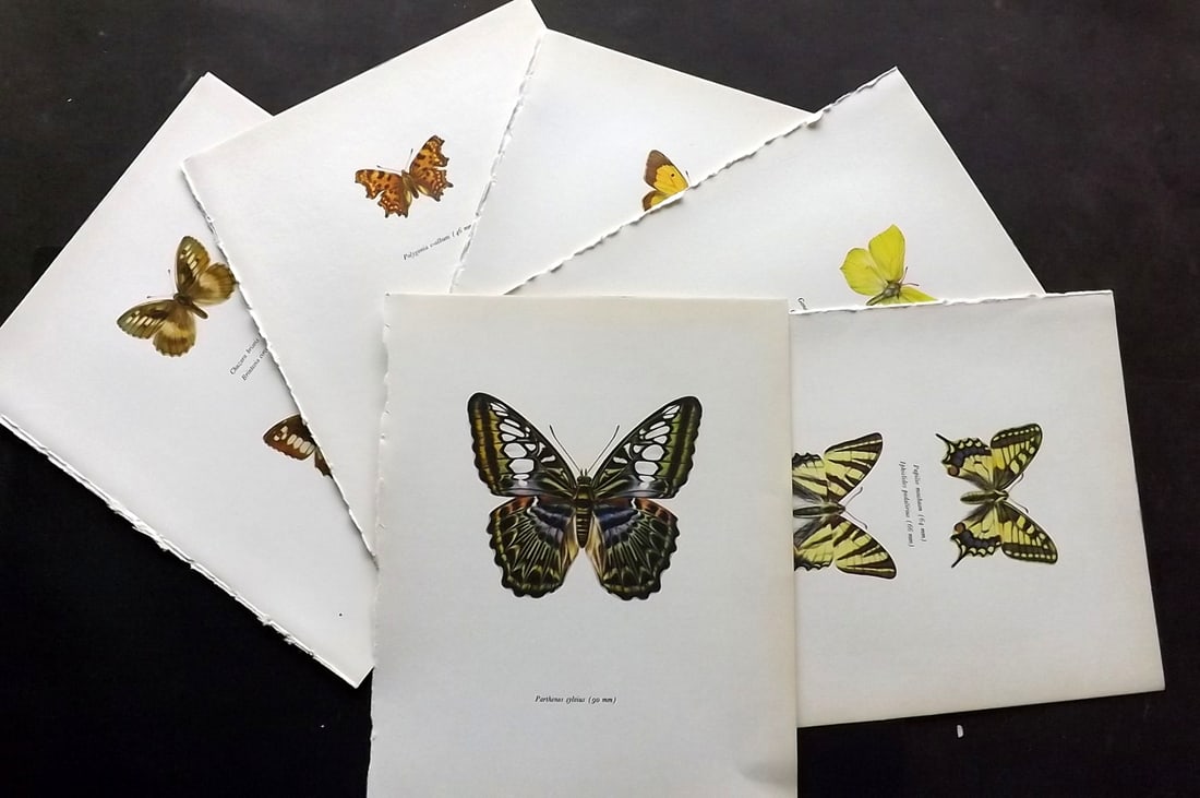 Prochazka, Frantisek 1963 Lot of 15 Vintage Butterfly Prints (1 of 4)