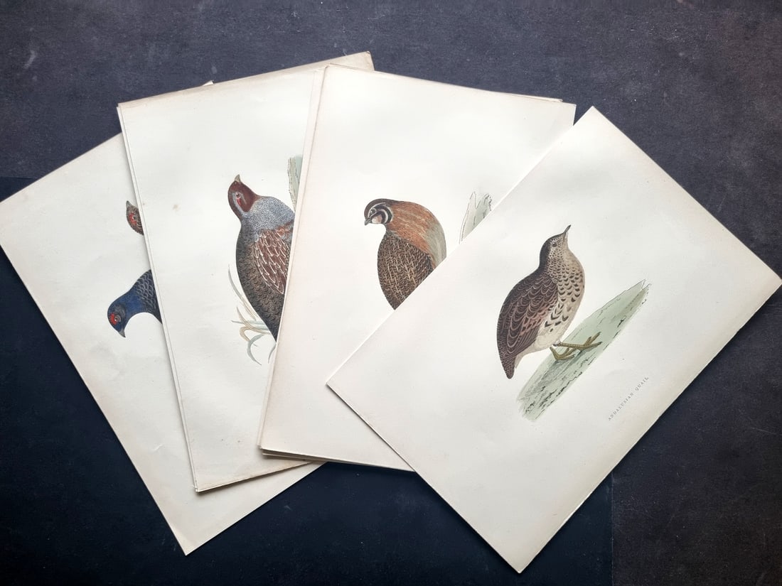 Morris, Francis 1897 Lot of 10 Hand Col Bird Prints: Woodblock Published 1895-97 by Groombridge & Sons, London for "A History of British Birds" by the Rev. Francis Orpen Morris. Printed in colours and finished by hand. Paper Size: 10 x 7 inch (26 x 18cm