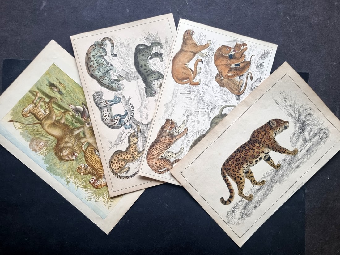 Goldmith, Oliver C1855-70 Lot of 4 Hand Col Big Cats Prints (1 of 2)