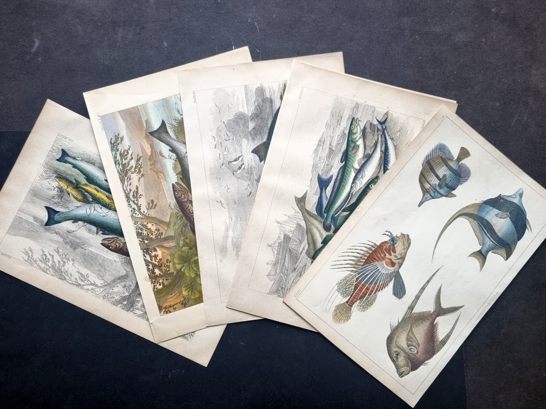 Goldmith, Oliver C1855-70 Lot of 6 Hand Col Fish Prints: Hand Colored Etching/Engravings Published C1855 by A. Fullarton & Co., London for "A History of the Earth and Animated Nature" by Oliver Goldsmith. Togetheer with others color printed from the Blackie