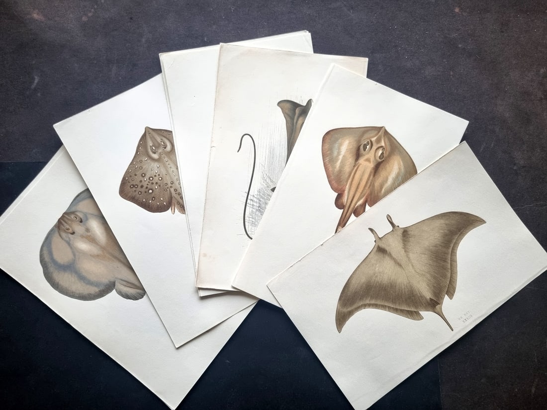Couch, Jonathan 1878 Lot of 15 Antique Fish Prints - Rays (1 of 3)