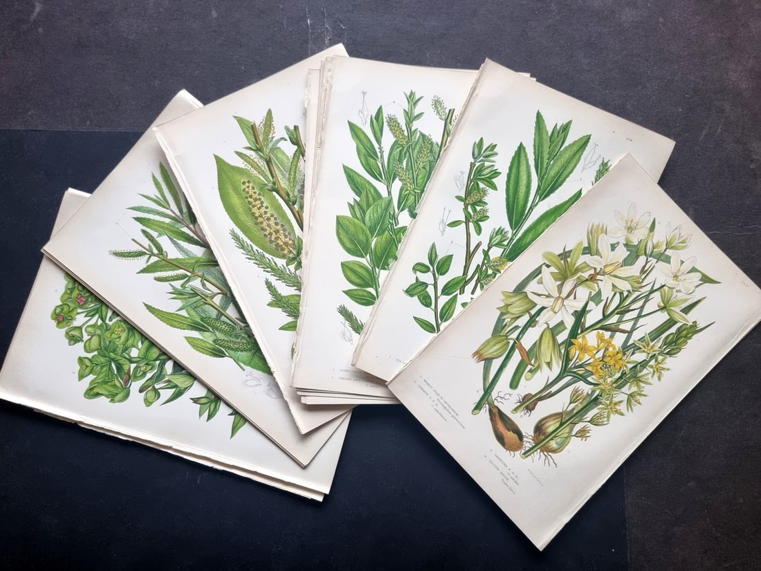 Pratt, Anne C1870 Lot of 16 Antique Botanical Prints: Colour Printed Woodblocks Published C1870, London for "The Flowering Plants and Ferns of Great Britain" by Anne Pratt. Paper Size: 9 x 5.5 inch (23 x 14cm) Good Condition