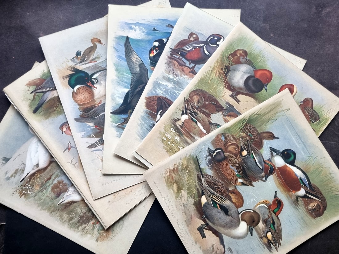 Thorburn, Archibald 1915 Lot of 10 Rare Folio Bird Prints: Folio Chromolithograph Published 1915-18, London for "British Birds" by Archibald Thorburn. On Heavy Stock Paper. Rare. This Edition Limited to 500 Copies. Paper Size: 12.5 x 10 inch (32 x 25cm) Good 