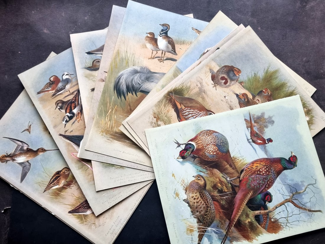 Thorburn, Archibald 1915 Lot of 10 Rare Folio Bird Prints: Folio Chromolithograph Published 1915-18, London for "British Birds" by Archibald Thorburn. On Heavy Stock Paper. Rare. This Edition Limited to 500 Copies. Paper Size: 12.5 x 10 inch (32 x 25cm) Good 