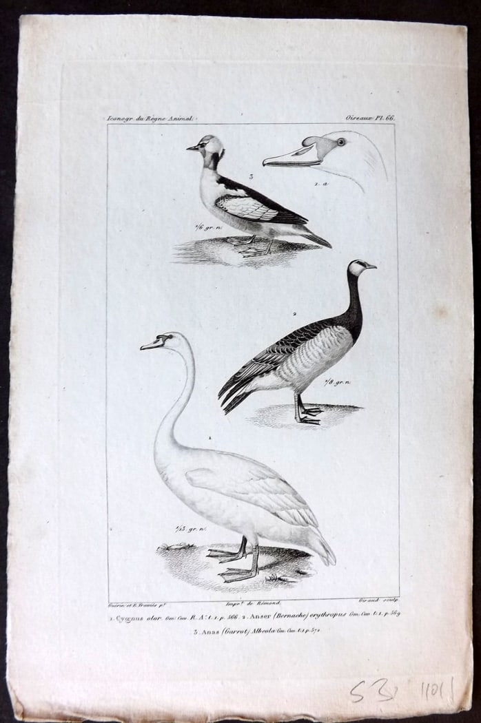 Cuvier, Baron C1830 Antique Bird Print. Cygnus, Anser, Anas 66 Swan, Geese: Steel Engraving Published 1829-44, Paris for "Iconographie du regne animal de G. Cuvier" by the Baron Cuvier. Paper Size: 9.5 x 6 inch (24 x 16cm) Very minor margin toning. Good Condition