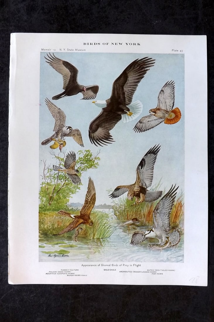 Eaton & Fuertes Birds of New York 1914 Print. Turkey Vulture, Bald Eagle, Falcon etc 43 (1 of 1)