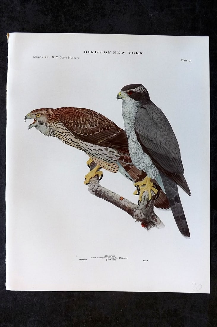 Eaton & Fuertes Birds of New York 1914 Print. Goshawk 45: Collotype Published 1909-15, Albany for "The Birds of New York" by Elon Howard Eaton. Illustrated by Louis Agassiz Fuertes. Part of the New York State Museum Annual Report Series. Paper Size: 11.5 x 9