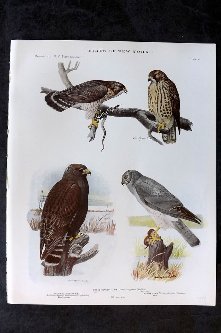 Eaton & Fuertes Birds of New York 1914 Print. Hawks 48 (1 of 1)