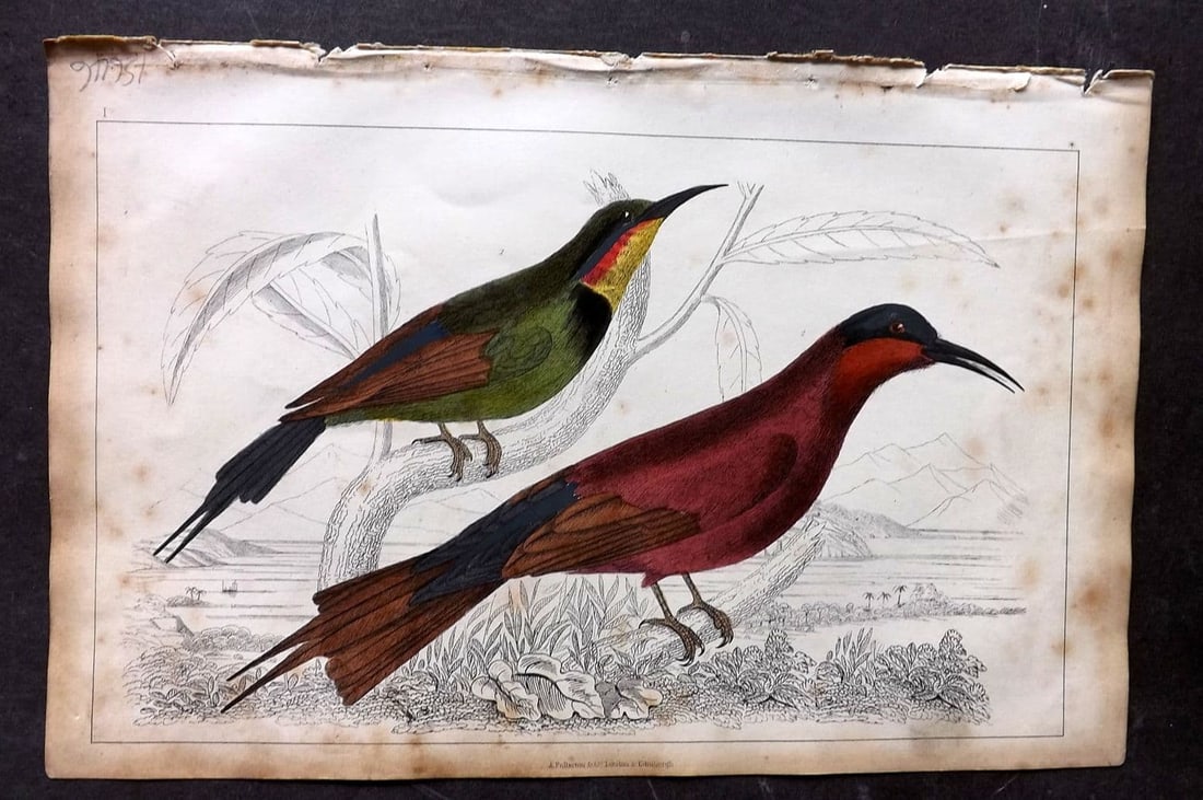 Goldsmith, Oliver 1851 Hand Col Bird Print. Red Winged & Blue Headed Bee Eater 01: Antique Etching/Engraving Published 1851 by A. Fullarton & Co., London for "A History of the Earth and Animated Nature" by Oliver Goldsmith. Fine hand colour as issued. Paper Size: 10 x 6 inch (25 x 1