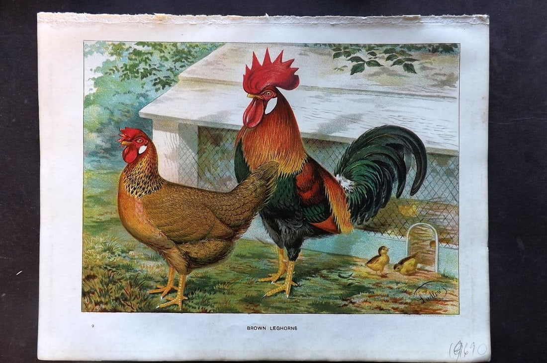 Ludlow, J. W. C1910 Bird Poultry Print. Brown Leghorn (1 of 1)