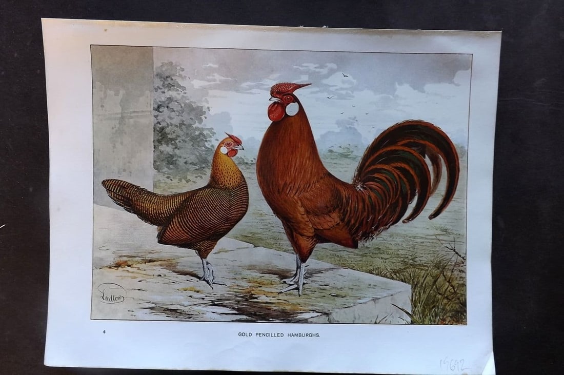 Ludlow, J. W. C1910 Bird Poultry Print. Gold Pencilled Hamburghs (1 of 1)
