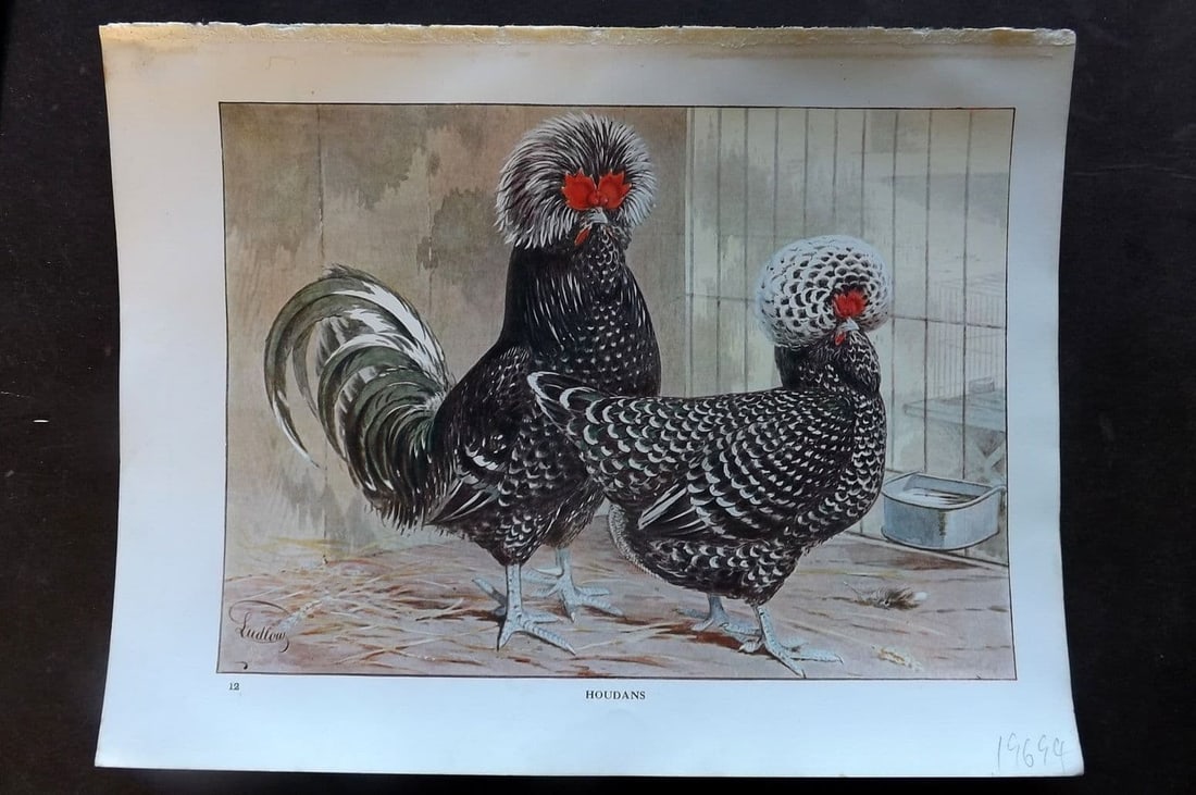 Ludlow, J. W. C1910 Bird Poultry Print. Houdans (1 of 1)