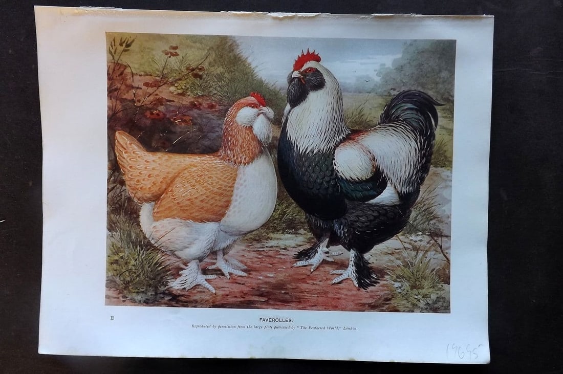 Ludlow, J. W. C1910 Bird Poultry Print. Salmon Faverolles (1 of 1)