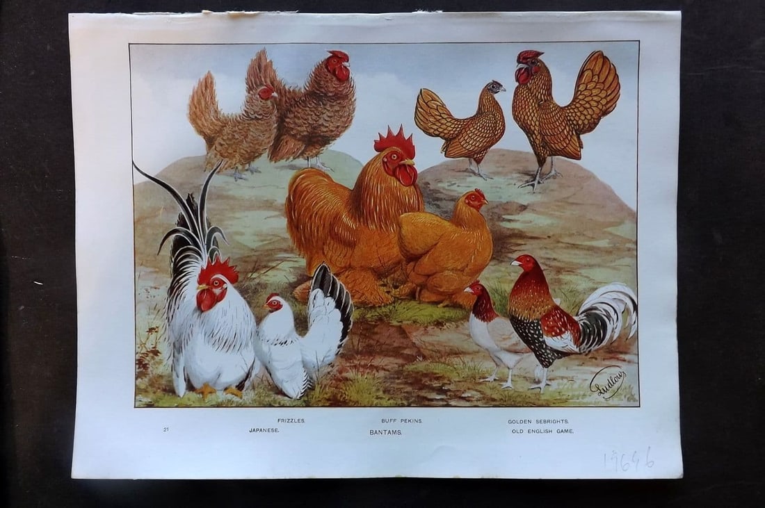 Ludlow, J. W. C1910 Bird Poultry Print. Bantams (1 of 1)