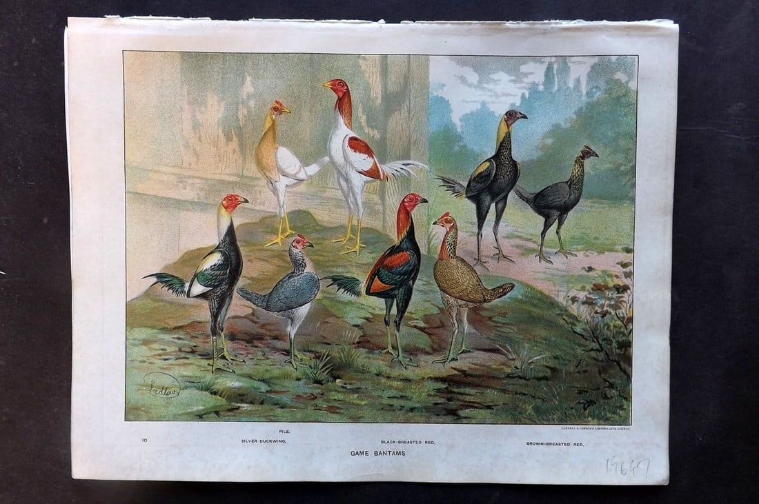 Ludlow, J. W. C1910 Bird Poultry Print. Game Bantams - Silver Duckwing, Black & Brown Breasted Red (1 of 1)