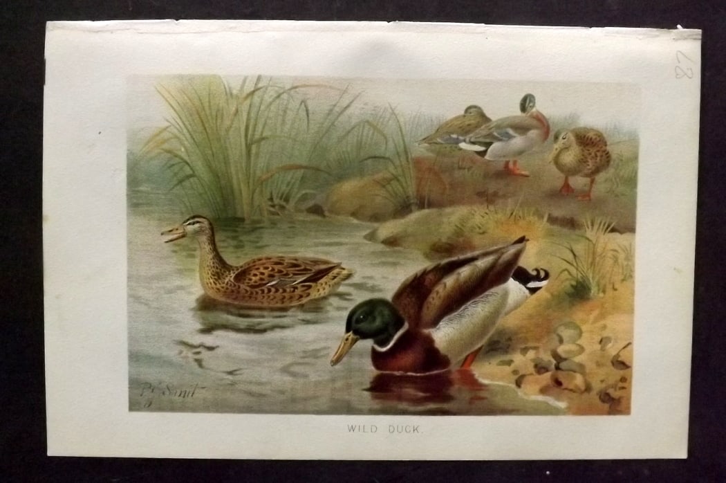 Lydekker, Richard 1896 Antique Bird Print. WildD uck: Chromolithograph Published 1894-96, London for "The Royal Natural History" by Richard Lydekker. Illustrated by Smit, Keulemans, Wolf and others. Paper Size: 10 x 6.5 inch (25 x 16.5cm) Good Condition